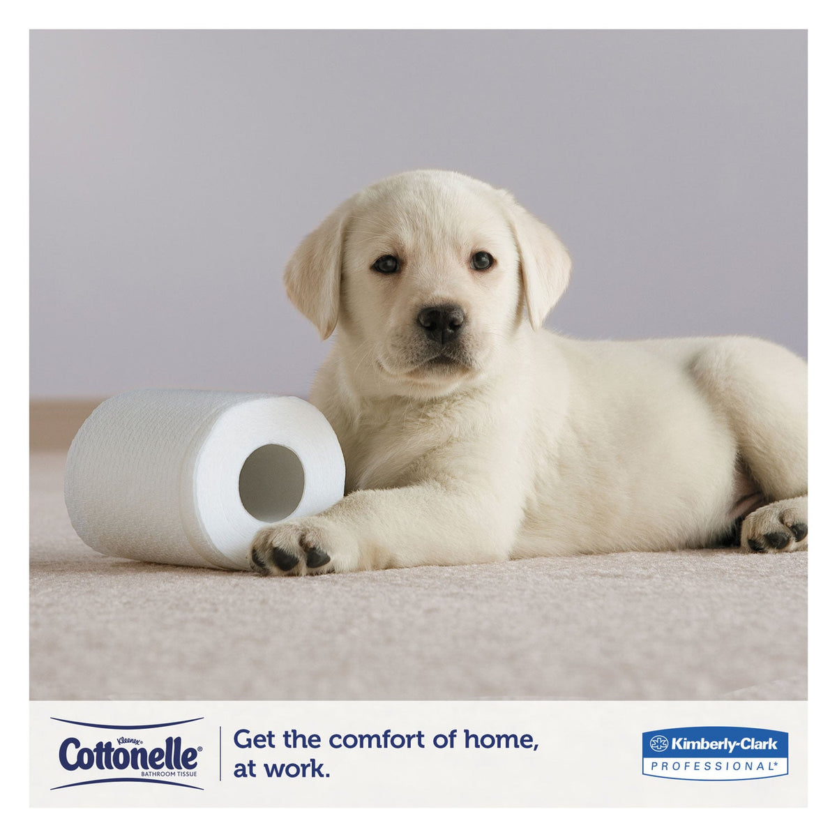 Cottonelle Clean Care Bathroom Tissue, Septic Safe, 1-Ply, White, 170 Sheets/Roll, 48 Rolls/Carton