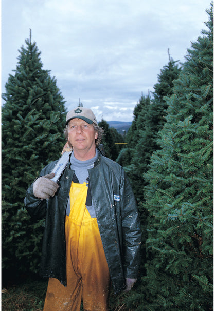 Real Christmas Trees Delivered 7 Foot Premium Balsam Fir Christmas Tree